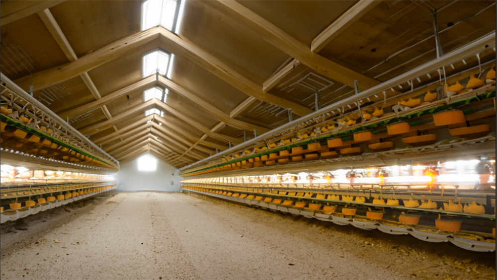 Do you Know The Poultry Lighting Requirement?